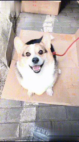 (宠物 狗狗 柯基犬)铲屎官:你怎么这么可爱呀~柯基:哪里的话,哈哈哈.