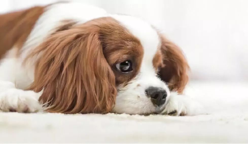 的理由,但这个绝对能让你戒掉"手机瘾"|玩手机|狗狗|毛孩子_新浪网