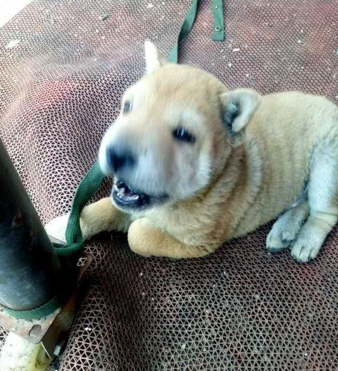小土狗被拴在柱子边,路过的人选择视而不见,只有他伸出了援手