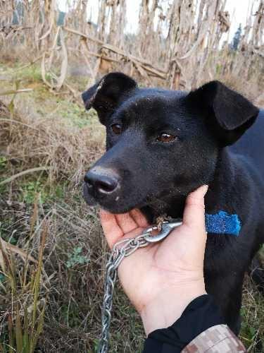 拯救中华田园犬：中华大地土狗多需提纯，祖辈传下来的土狗相狗法|土狗|中华大地|提纯_新浪新闻