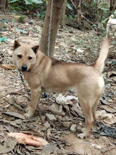 拯救中华田园犬：中华大地土狗多需提纯，祖辈传下来的土狗相狗法|土狗|中华大地|提纯_新浪新闻