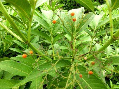 农村这种野草, 闻起来有点怪怪的, 原来可以治疗风疹瘙痒