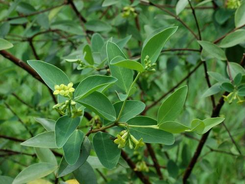 农村这种野草, 以前农民常用来捕鱼, 原来是一种造纸的原材料