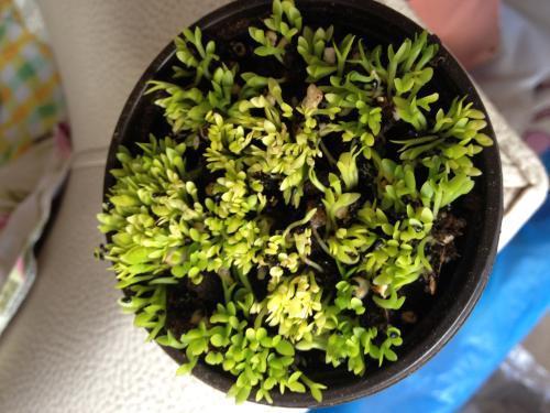 "火龙果"的种子埋土里,不花半毛钱,1周长成小盆栽