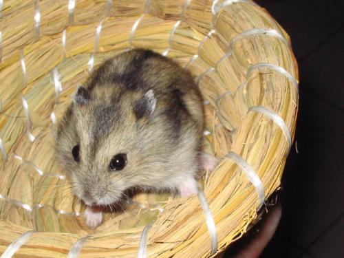 养宠小心最容易饲养的三线仓鼠也会咬人