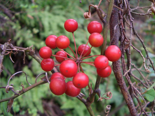 山上有一种带刺的植物农民看到就砍掉殊不知治疗风湿病的良药