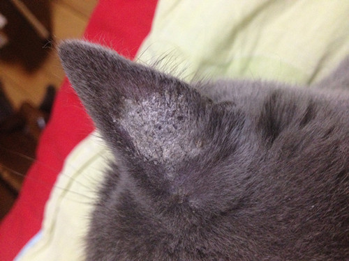 养宠知识:猫咪鳞屑什么时候能好,猫咪毛发根部硬结痂皮|猫咪|猫癣