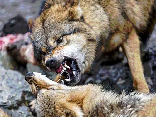 北美灰狼的繁殖能力远超北美野牛为什么数量少的多