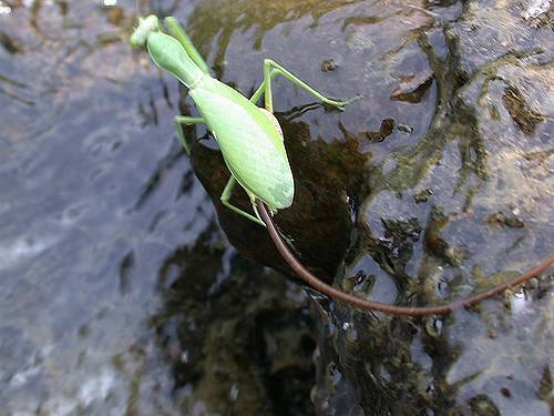 农村最常见的虫子,还有一强大技能,竟可以控制宿主跳河自杀|螳螂|宿主
