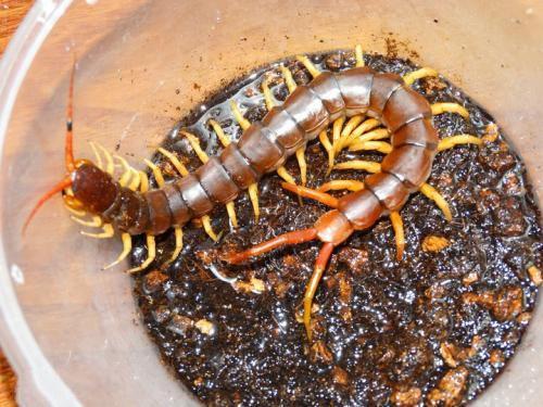 地球上10大体型最大的蜈蚣,有些攻击性很强,有些专吃鱼肉