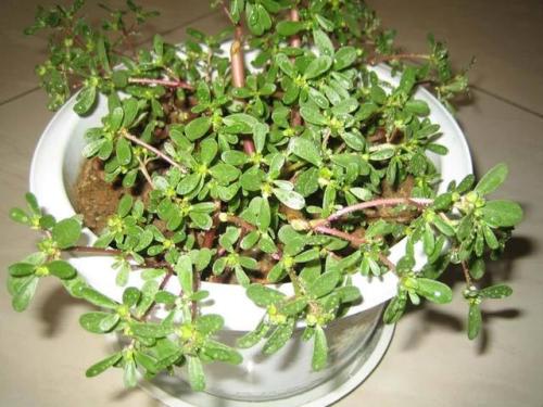 人称"蚂蚁草",全株药用价值高,提高身体抵抗力,见到别铲了