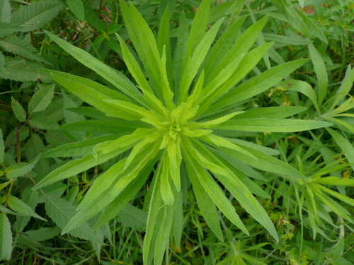 这种野草在农村遍地都是,但这种野草的医用价值却很高