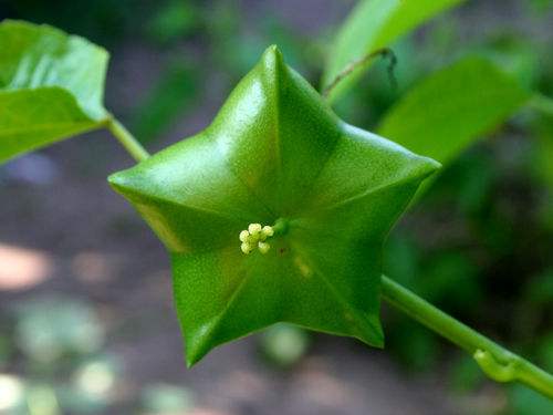 农民将它称呼为"脱贫果",经济效益高营养价值突出,你吃过吗?