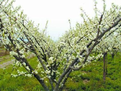 要想让李树长得好,它的生长结果习性,你需要知道|_新浪新闻