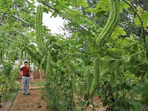 如何提高苦瓜的产量?抓好这几个关键问题,利润会更高!