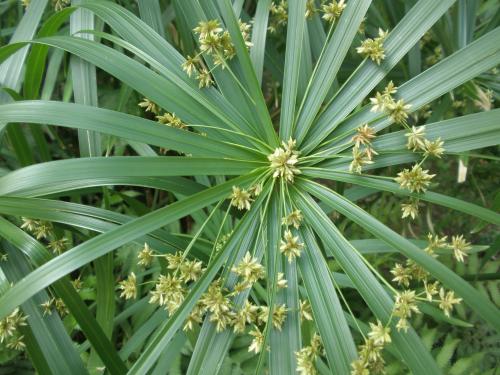 这种野草被称为"回头青",多用于做草纸,现在有人靠它赚钱!