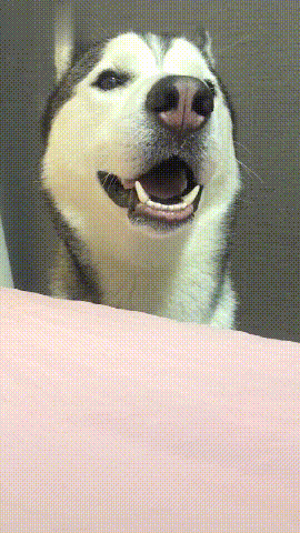 铲屎官:你会咬嘴唇不?哈士奇:我会!你看~铲屎官:不扎嘴吗?