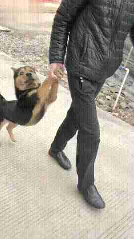 狗子偷溜出门被爷爷抓到, 狗子的眼神亮了: 铲屎的, 救救我啊!