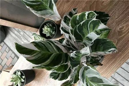 似竹似芋翠叶竹芋盆景养护出两重性方法简单室内绿植新选择