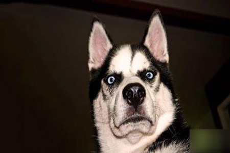 【为担保公司非法吸收存款 西安女业务员被判刑并罚款5万元】