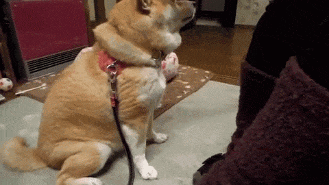480_270gif 动态图 动图