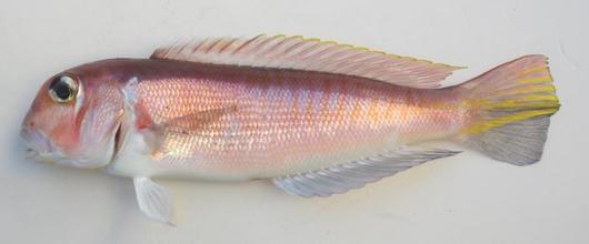 孕妇吃什么鱼对胎儿发育好?