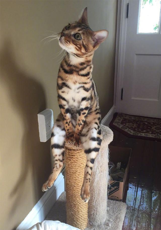 猫咪四个奇葩姿势解读养猫的需要了解一下最后两个这么可爱67
