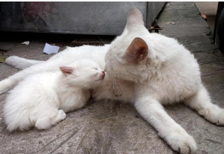 母猫把小猫送你?这不是放弃而是求助,这4种原因最为常见