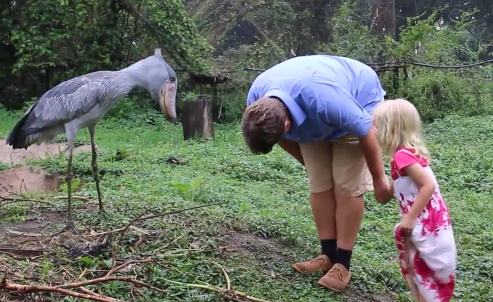 脑袋最大的鸟类鲸头鹳,为何每次捕鱼都翻白眼?它真的很呆傻吗?