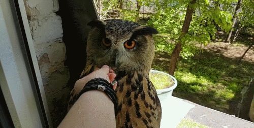 宠物猫头鹰来送信,还要按一下嘴巴才给拿,主人小姐姐真会玩