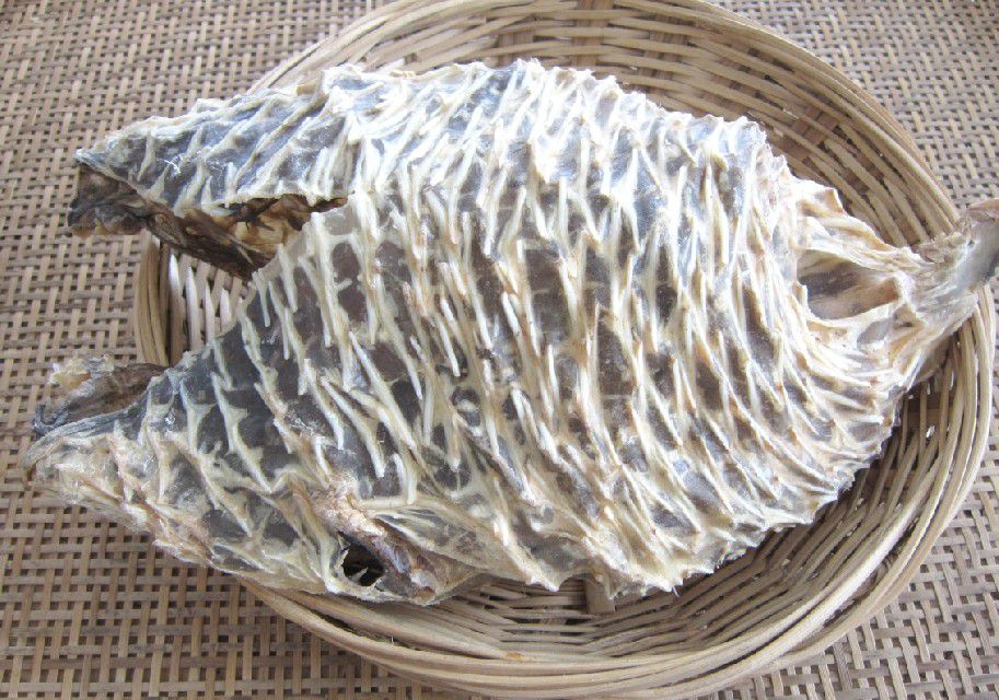 这种海洋生物也会"气功",还是与生俱来的,且其功力极为深厚|刺猬|气功