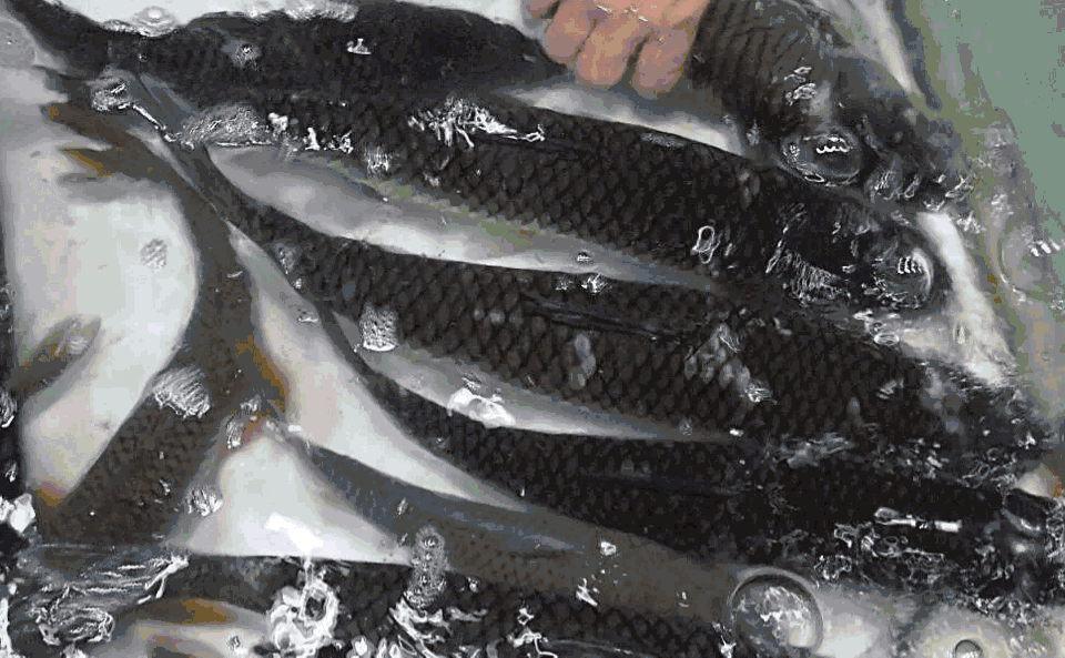 960_593gif 动态图 动图