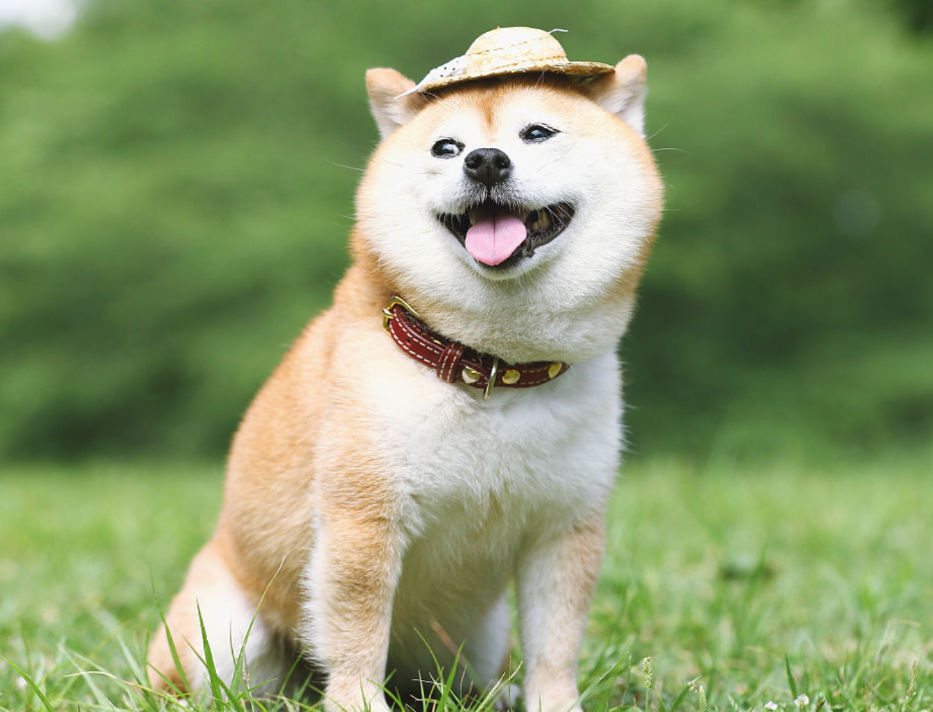 养柴犬是怎样的一种体验主人每一张照片都是表情包