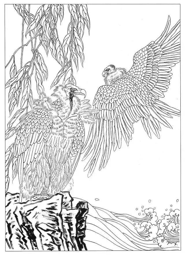 工笔画素材《鹰白描图》,收藏慢慢临摹