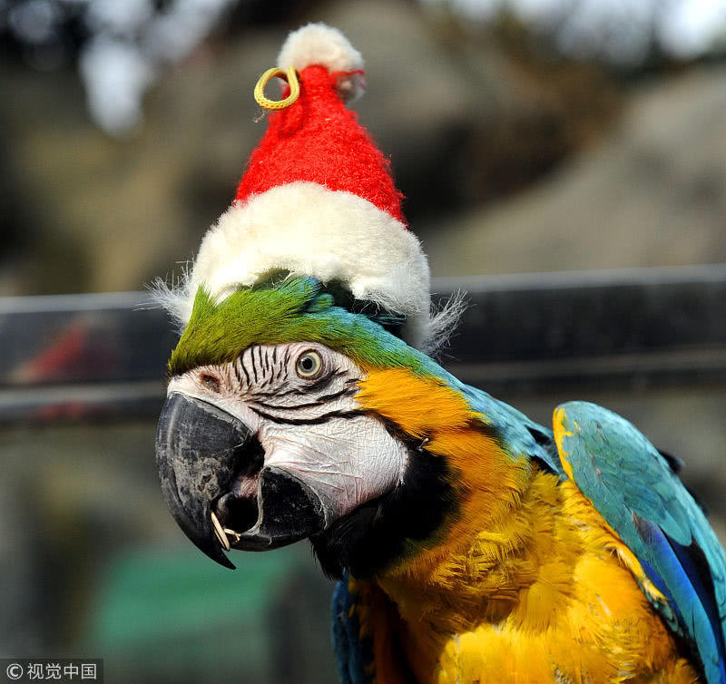 戴着圣诞帽子的宠物鹦鹉格外有趣,很多宠物在主人的装扮下都十分可爱.