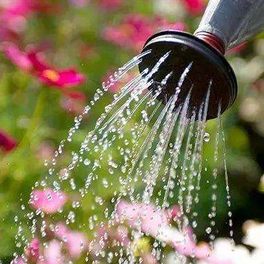 学养花,浇水很重要.为什么学养花要从学浇水开始?