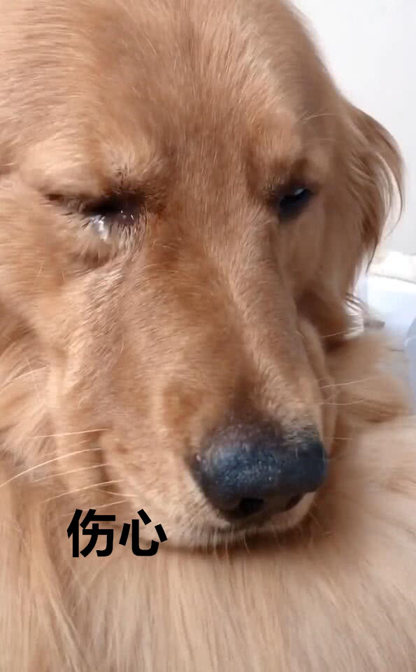 主人说了它几句,金毛委屈的哭了|金毛|主人|狗狗_新浪新闻
