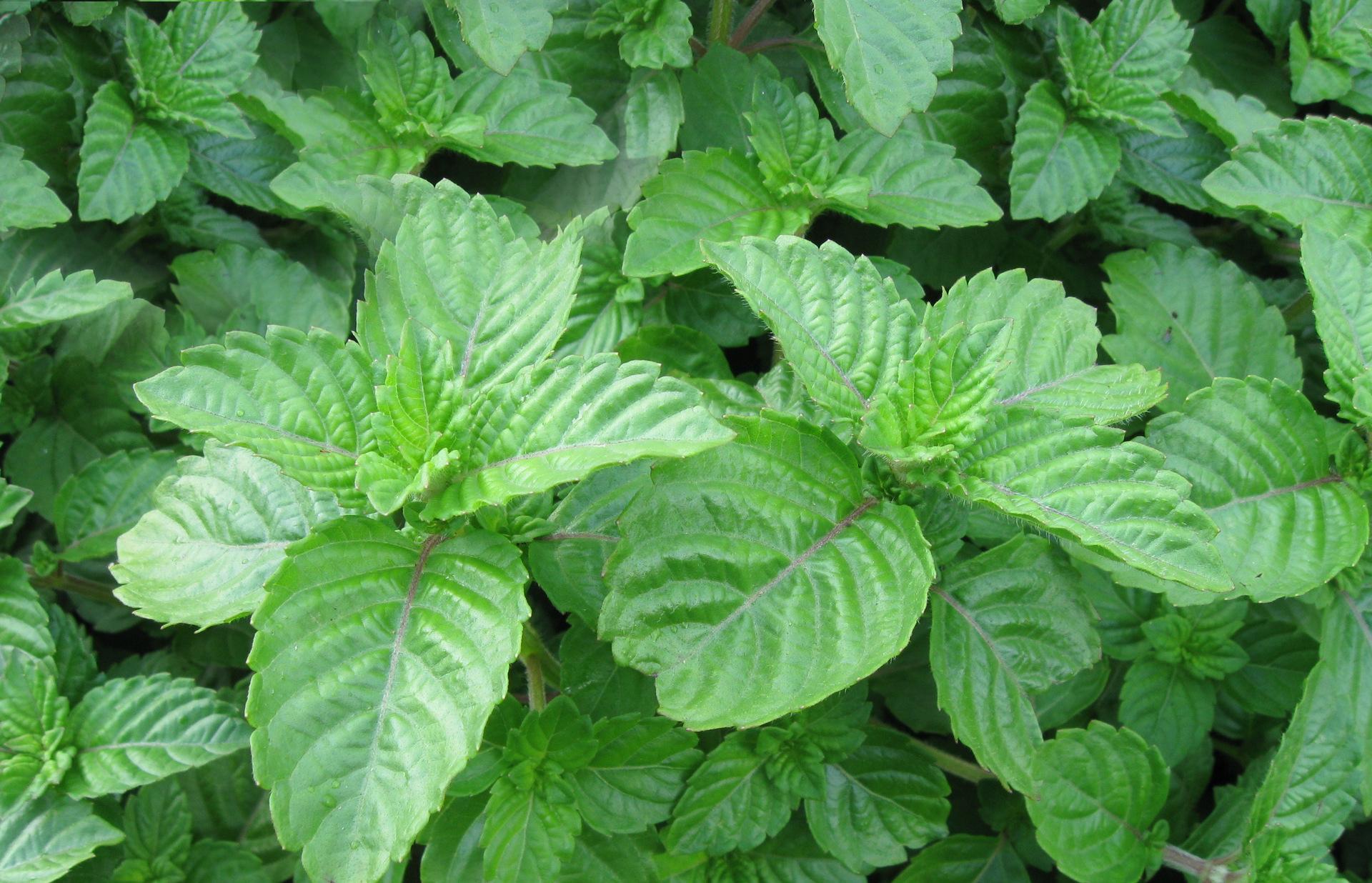 民间俗称仙草过去常用来做凉粉吃如今10元一斤成稀罕货