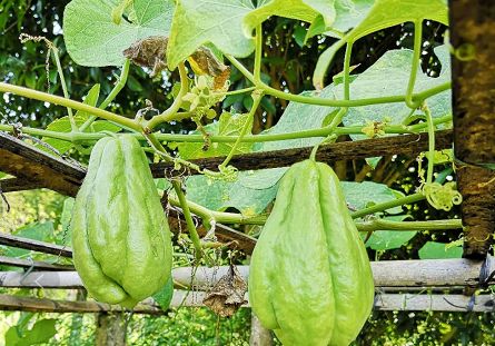 这瓜农村2毛一斤无人问津,为何超市要3元一斤,农民的心酸谁知道