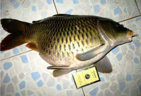 乡间水塘捕获"恐怖怪鱼",鱼肚大如脸盆,网友:建议剖开