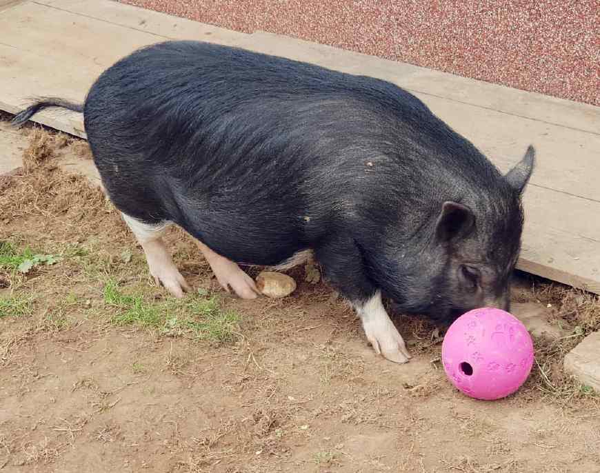 宠物猪看上去憨态可掬还爱卖萌,但是饲养之前一定要做好心理准备