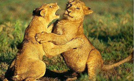 两个狮子在秀恩爱,互相打闹的样子也是够奇怪的,两只恩爱的狮子