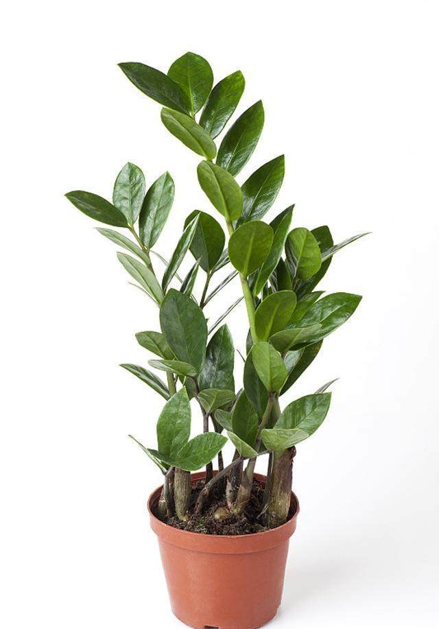 实用的几个室内植物种植技巧让你的室内盆栽植物生长健康旺盛