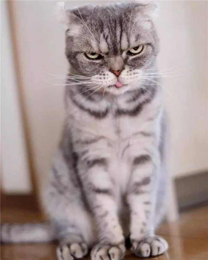 汪来喵去: 日本有一只网红喵, 分分钟给你表演霸道总裁!