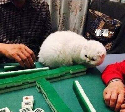 猫咪围观主人打麻将,看这一脸忧愁的表情,怕是今天要输钱了