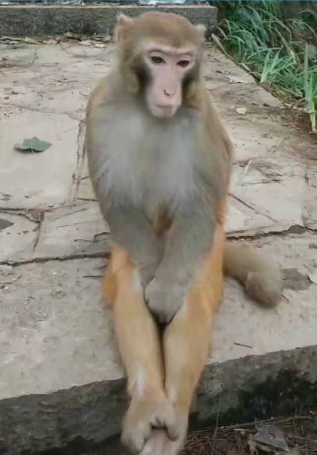这只母猴子火了!模仿人类一个特殊动作,网友:好害羞!