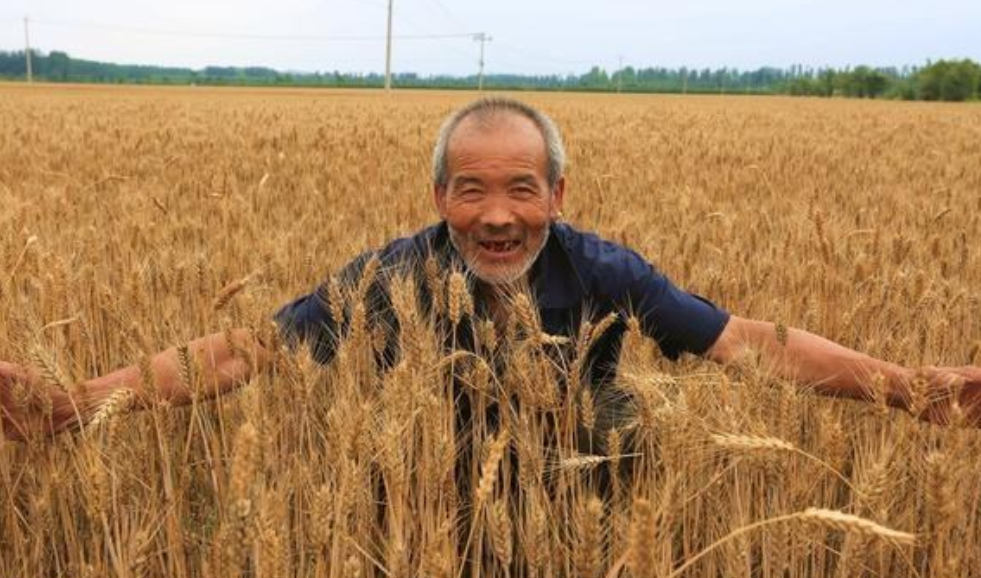 如果农民连续5年出去打工不种地,谁会先坚持不住呢?让人深思