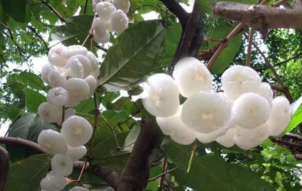 4种"白色"水果,每一种都没有见过,第二种价格让人吃不起!