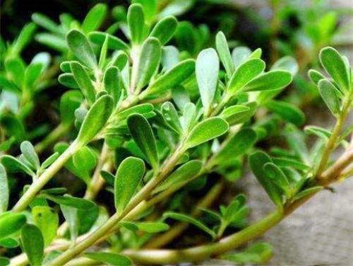 最后,我再给大家分享一款马齿苋最常见的一种吃法--马齿苋粥做法很