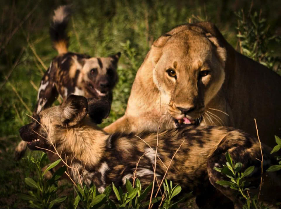 野狗群狩猎成年狮子,联手掏肛,惨遭狮子反杀一哄而散